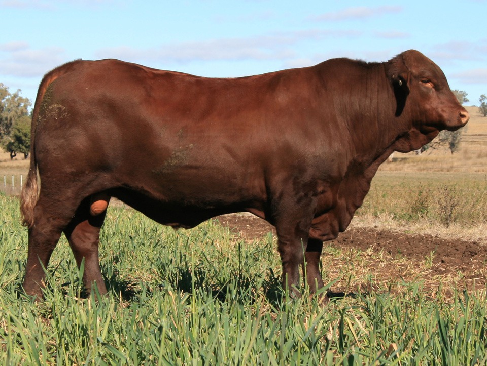 polled santa gertrudis cattle