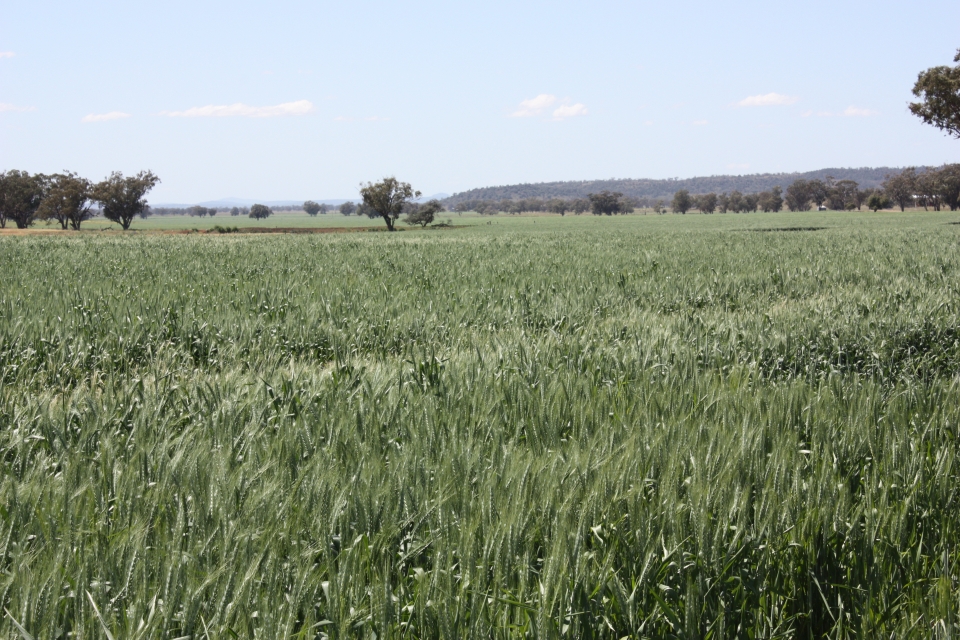 Bread  and Durum Wheat  Glenmore Tuppence 2020