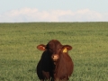 Benelkay Producer P148 ( PP)  2020