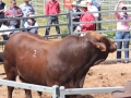 Lot 2 2015 Benelkay Jumbo Jim (PP)