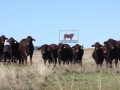 Sale Bulls 2016