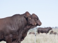 Beef Week 2016
