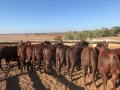 Benelkay Steers 2018