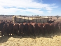 Feeding Weaners 2018
