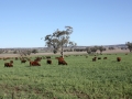 Stud Cows on Oats
