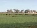 Weaner Bulls on Oats