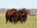 2017 Sale Bulls