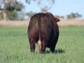 Sale Bulls 2024