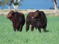 Sale Bulls 2024