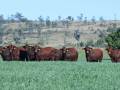 Sale Bulls 2024