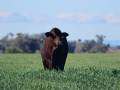 Sale Bulls 2024
