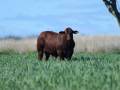 Sale Bulls 2024