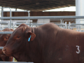 Lot 3 Benelkay Quartermaster Q012 (P) 2021