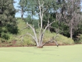 Duck Weed on the Dam after Drought