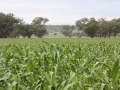 Forage Sorghum 2020