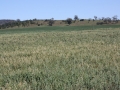 Oats and Wheat Glenmore 2020