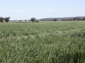 Bread  and Durum Wheat  Glenmore Tuppence 2020
