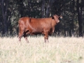Benelkay Stud Cow
