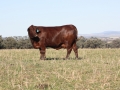 Benelkay Stud Cow
