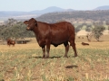 Benelkay Stud Cow