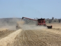 Harvest Glenmore 2020