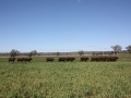 Bringing in the bulls 2015