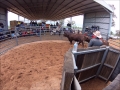 Lot-19-Benelkay-Performer-P090-P- 2020