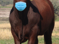 Covid Safe Bulls