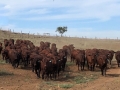 Heifers leaving the yards 2020