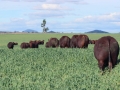 Sale Bulls 2025