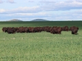 Sale Bulls 2025