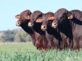 Sale Bulls 2025