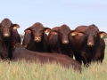 Sale Bulls 2025
