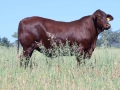 Steer on Oats 2024