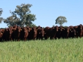Benelkay Steers on Oats 2025