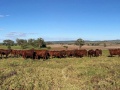 Selection of Stud Heifers 2021