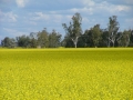 Canola Orana