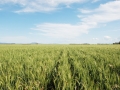 Wheat Orana