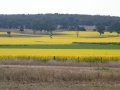 Canola Tuppence