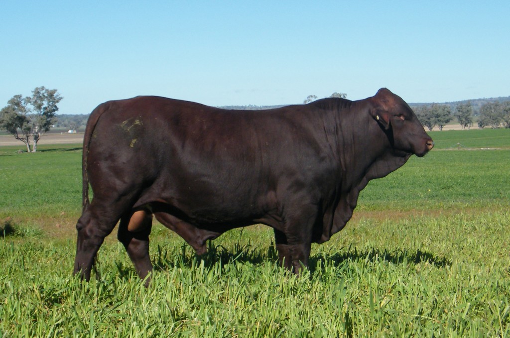 polled santa gertrudis cattle